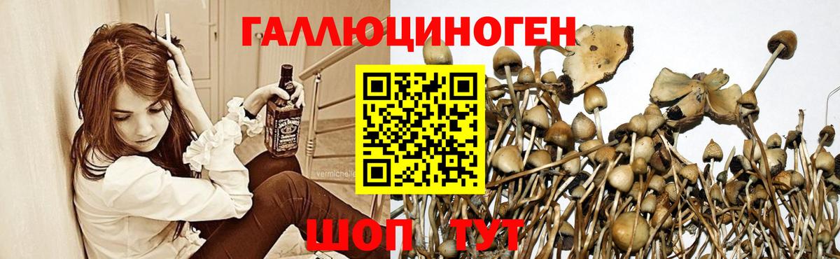 Галлюциногенные грибы Cubensis Михайловка